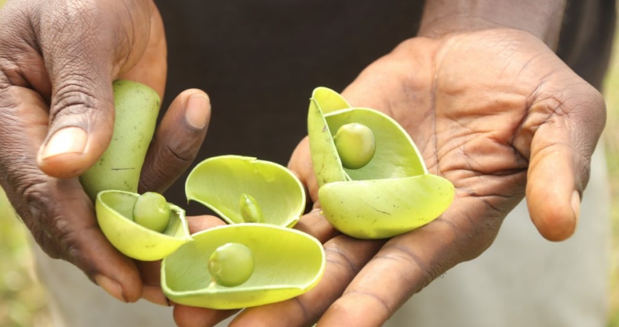 Griffonia Seed Extract