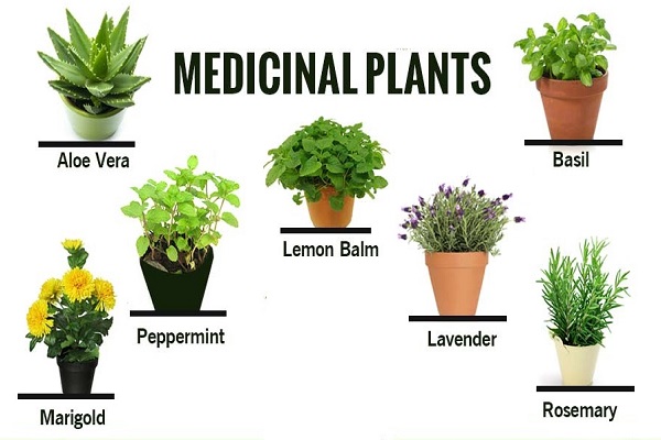 🌿 Top 5 Herbal Extracts for Blood Sugar & Metabolic Health