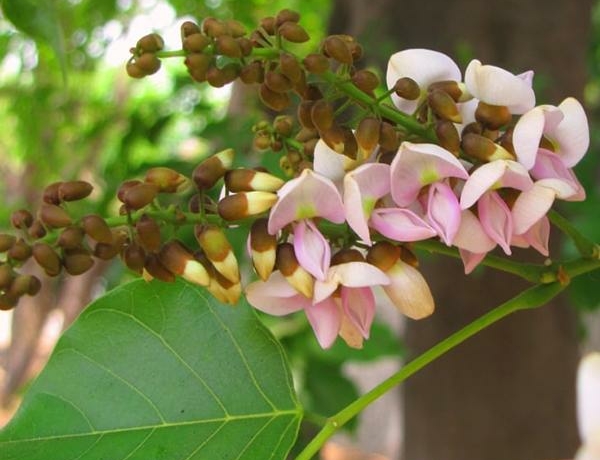 Pongamia pinnata seeds vs Neem seeds