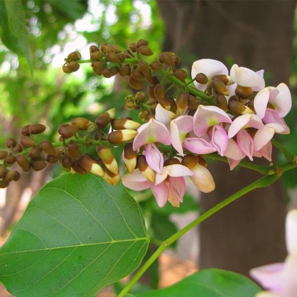 Karanjin vs Azadirachtin: Which Botanical Pesticide Works Best?
